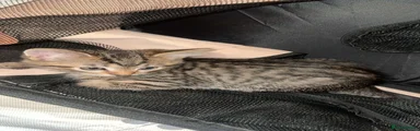American Shorthair 2