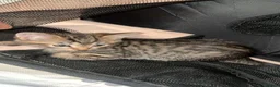 American Shorthair cats for sale: Kittens for sale *READY TO LEAVE* - Advert 5