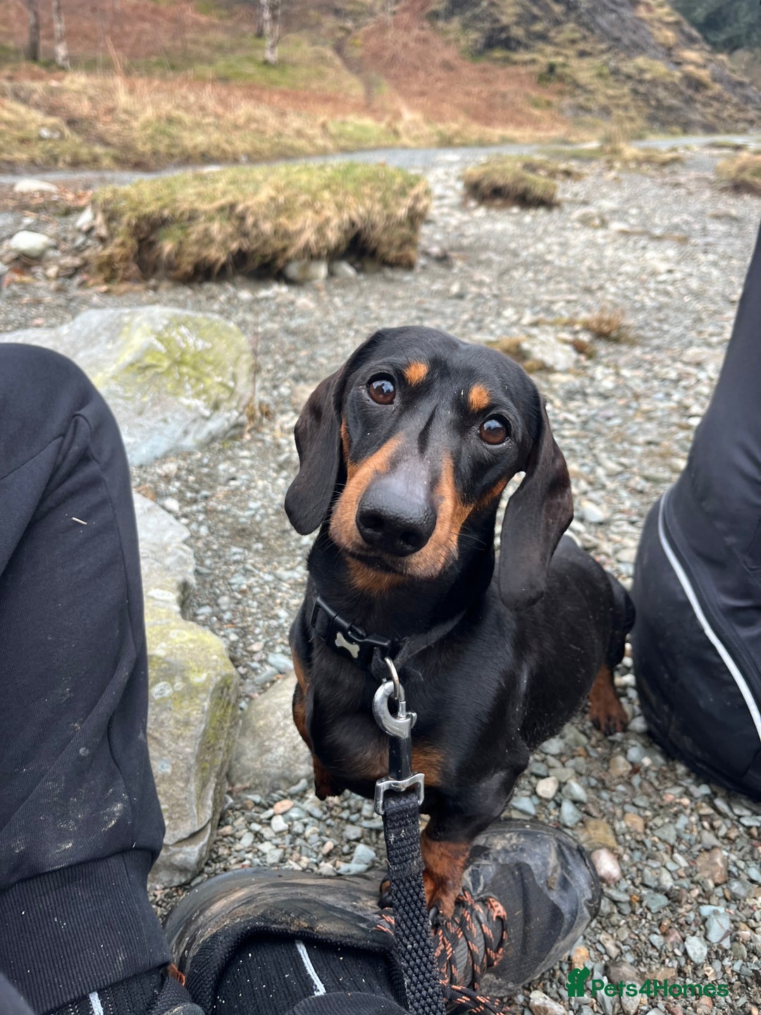 Dachshund dogs for stud: Handsome boy ready to stud  - Advert 6