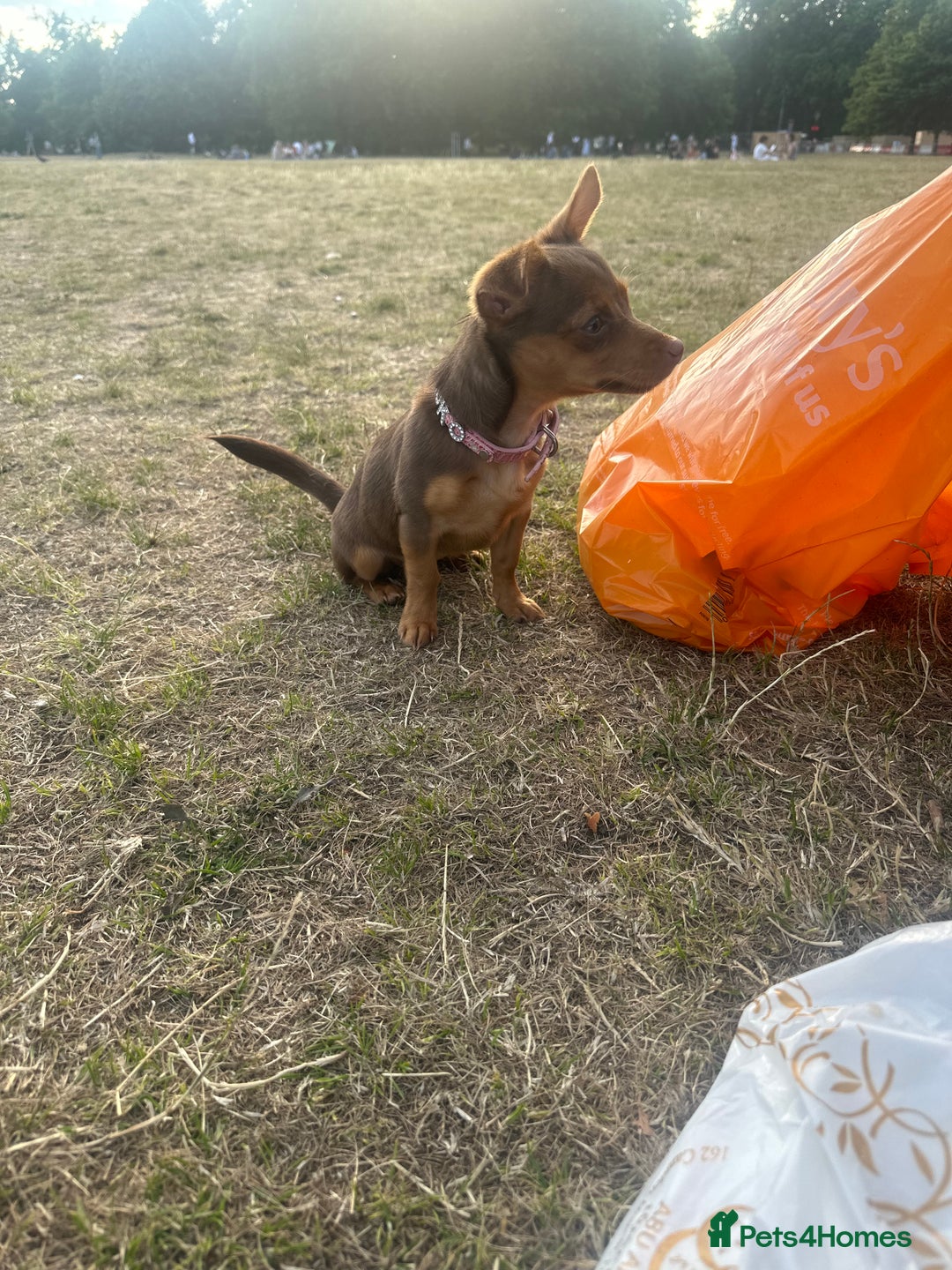 Mixed Breed dogs for sale: Cutest girl chihuahua 5 months, fits in my bag🥺 - Image 5