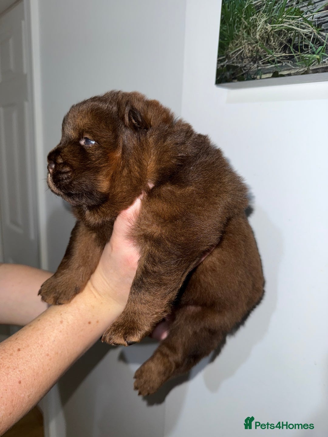 Chow Chow dogs for sale: Beautiful chow litter KC registered 🧬💜🍫 - Advert 13