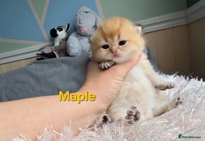 British Shorthair cats - Advert 9