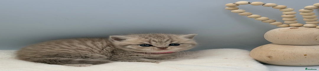 British Shorthair lilac mackerel female 12