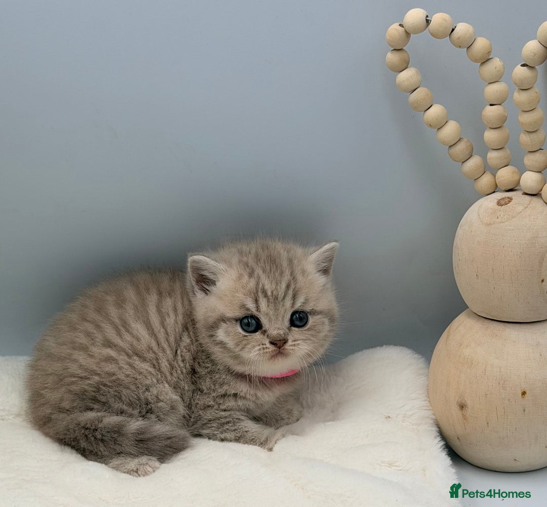 British Shorthair cats for sale: PEDIGREE REGISTERED CHUNKY BRITISH SHORTHAIRS  - Image 22