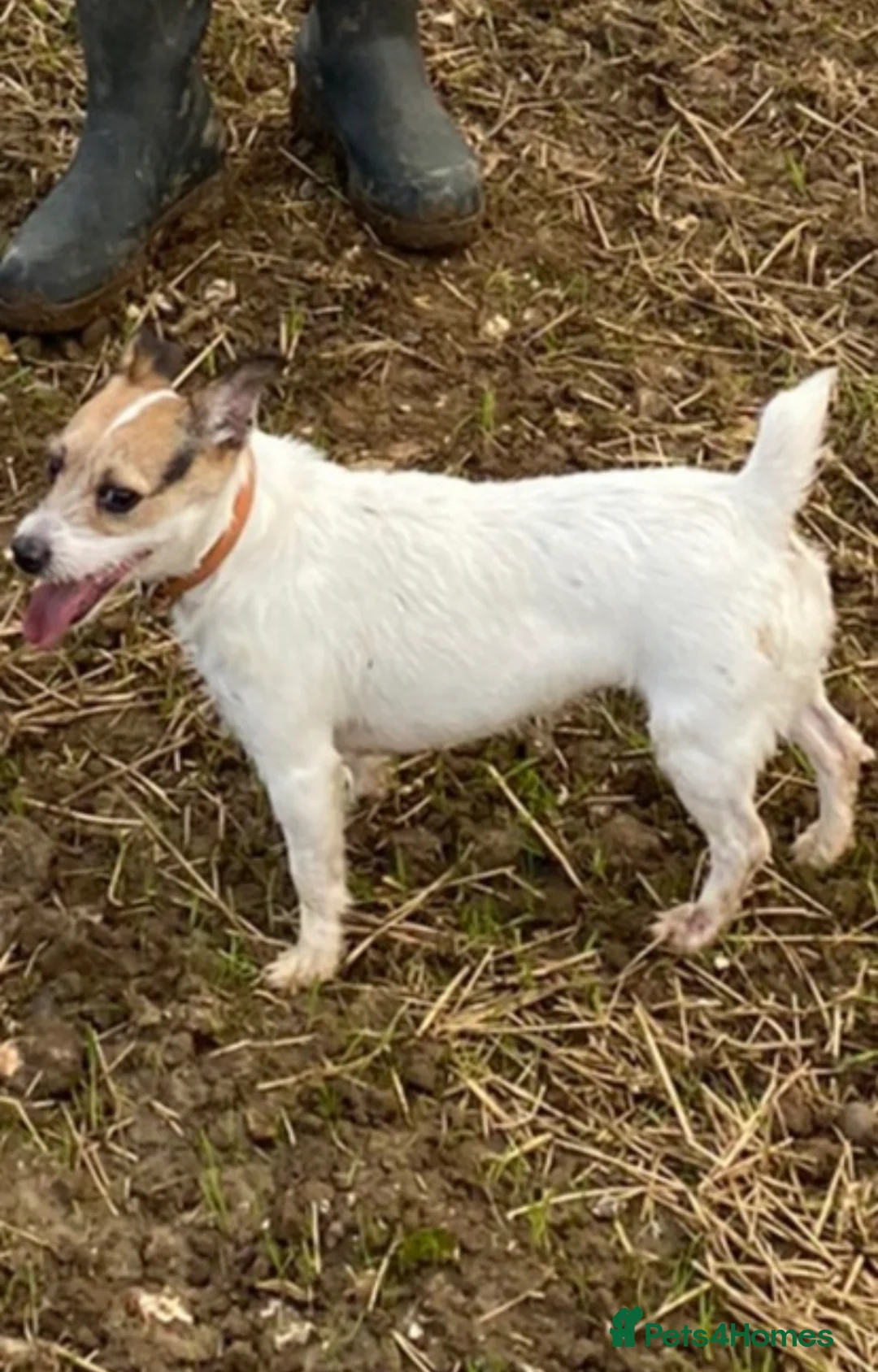 Jack Russell dogs for sale: Jack Russell Puppies 1 Boy🩵 3 Girls💖 in Gillingham - Advert 10