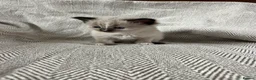 Ragdoll cats for sale: Beautiful main coon x ragdoll kittens  in Daventry - Advert 18