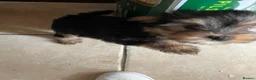 Yorkshire Terrier dogs for sale: Pedigree Yorkshire terrier pups - Advert 5