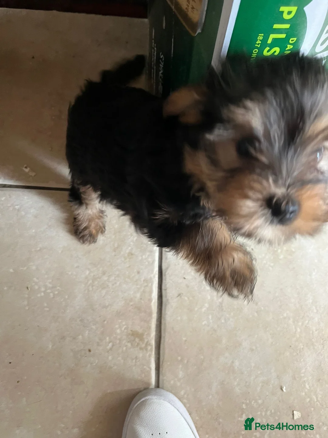 Yorkshire Terrier dogs for sale: Pedigree Yorkshire terrier pups - Advert 5
