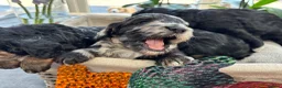 Cockapoo dogs for sale: 🐾❤️ Exceptional F1 Cockapoo Puppies ❤️🐾 - Advert 10