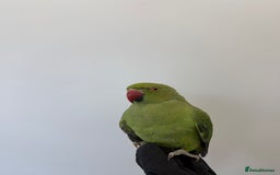Ringnecks birds for sale: BEAUTIFUL. YOUNG GREEN RINGNECK BIRD  - Advert 3