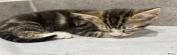 Mixed Breed cats for sale: Affectionate Brother & Sister Kittens - Advert 5