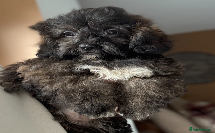 Shihpoo dogs - Advert 10