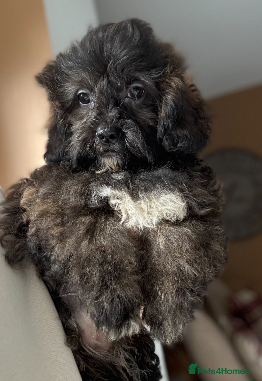 Shihpoo dogs for sale: 🩷 Beautiful Shihpoo Girls available 🩷 - Image 1
