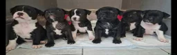 Staffordshire Bull Terrier dogs for stud: Stud passes 17 cc to pups pedigree   blue genes  - Advert 10