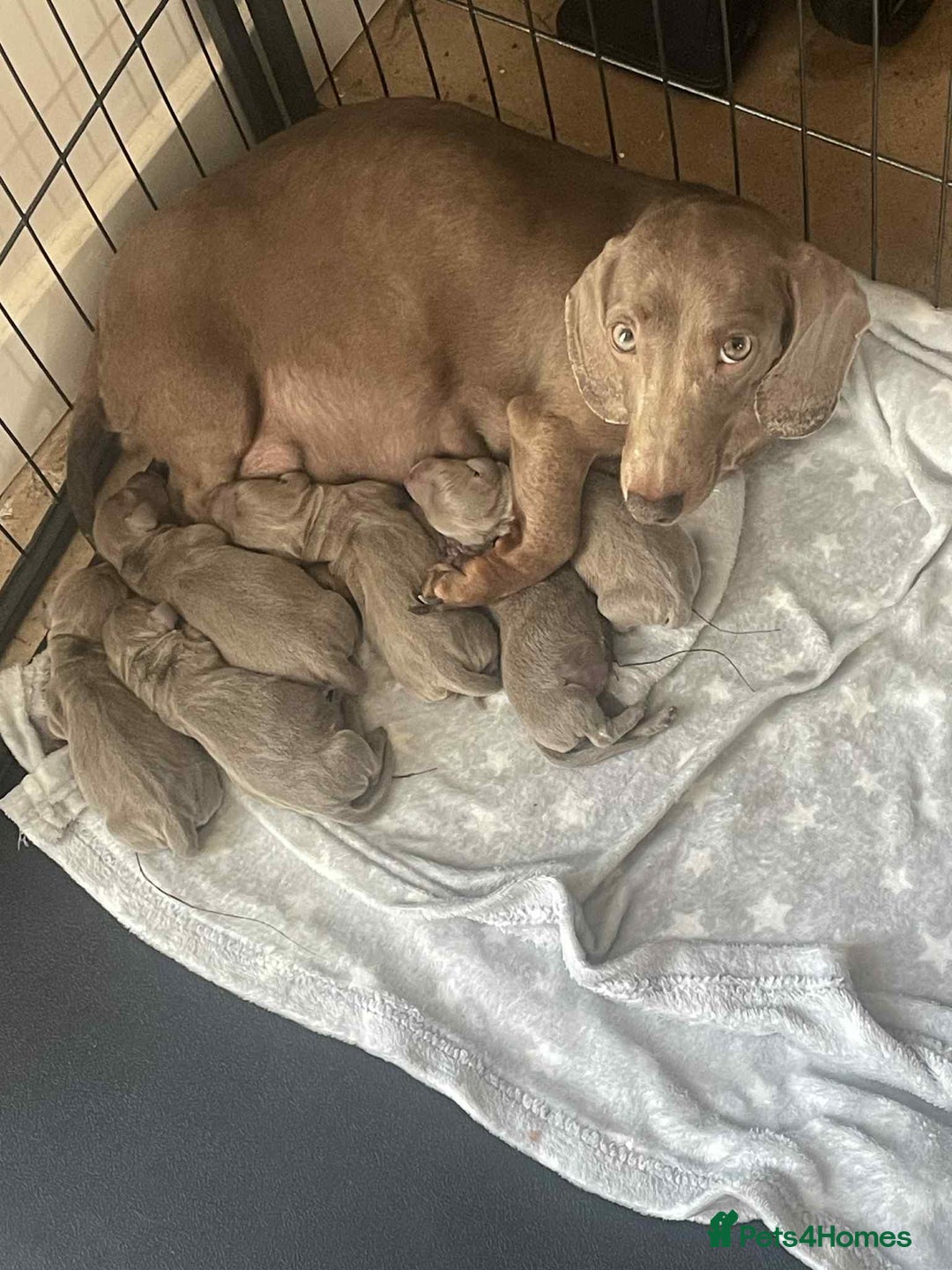 Dachshund dogs for sale: Dachshund  - Image 5
