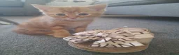 Mixed Breed cats for sale: 4 kittens ready for forever homes in Bristol - Advert 4