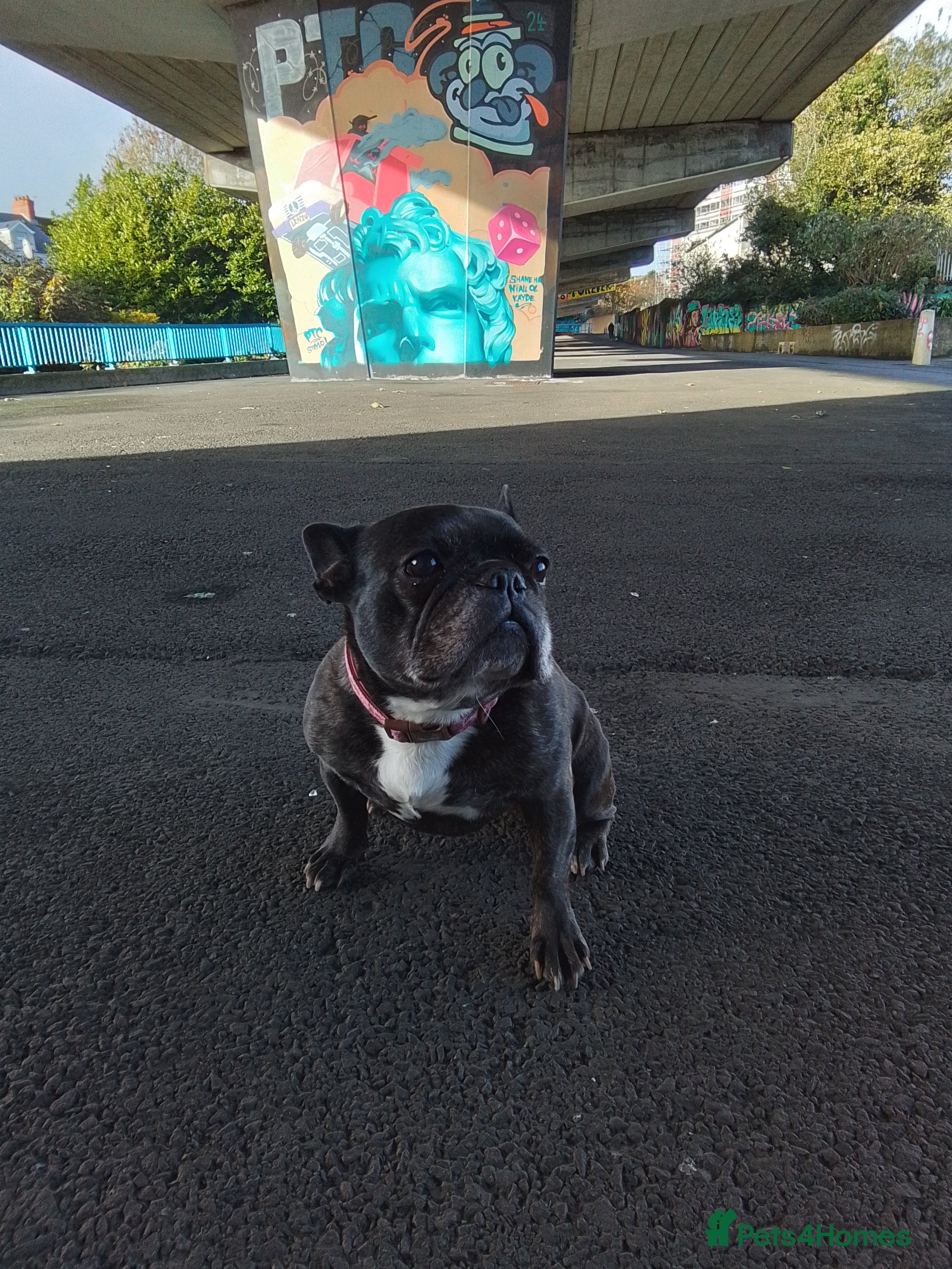 French Bulldog dogs for sale: 8 year old brindle female French bulldog - Advert 8
