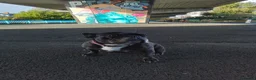 French Bulldog dogs for sale: 8 year old brindle female French bulldog in Larne - Advert 1