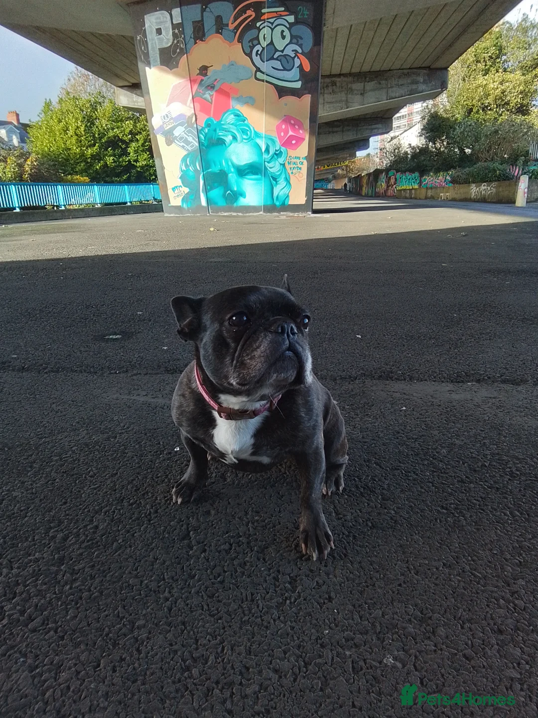 French Bulldog dogs for sale: 8 year old brindle female French bulldog in Larne - Advert 1