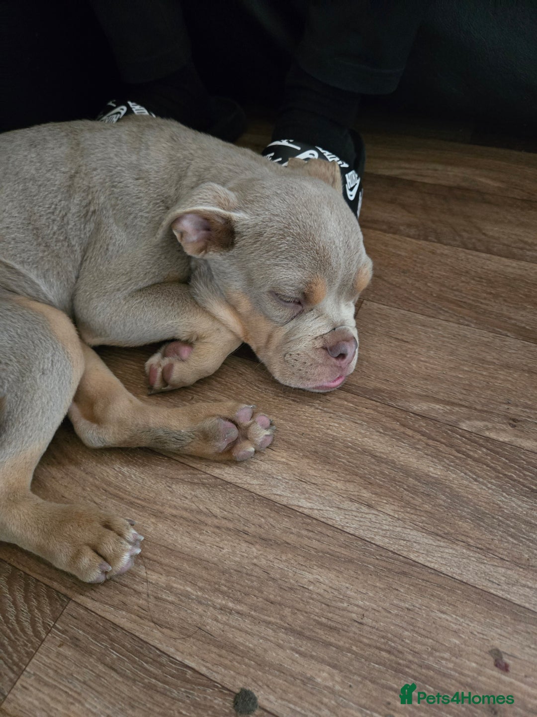 Olde English Bulldogge dogs for sale: Old english bulldoggee mammut/mammoth - Advert 39