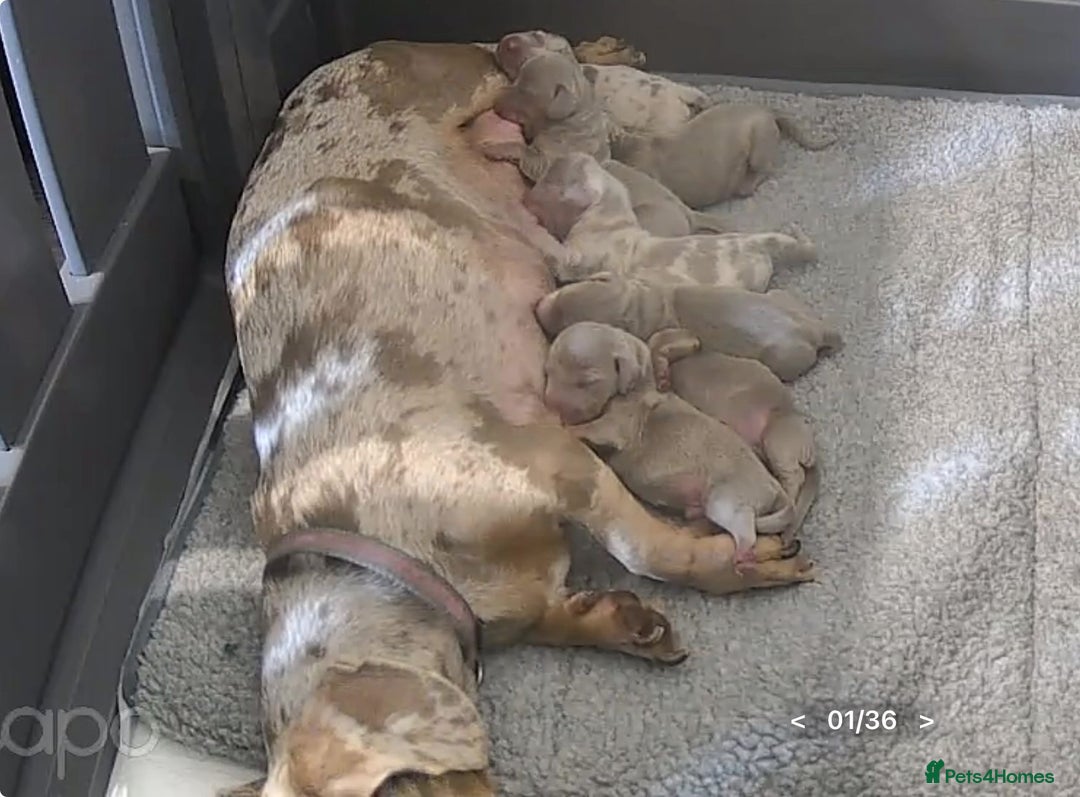 Miniature Dachshund dogs for stud: KC reg Isabella & Tan Stud! Free ovulation test in Stockton-on-Tees - Advert 30