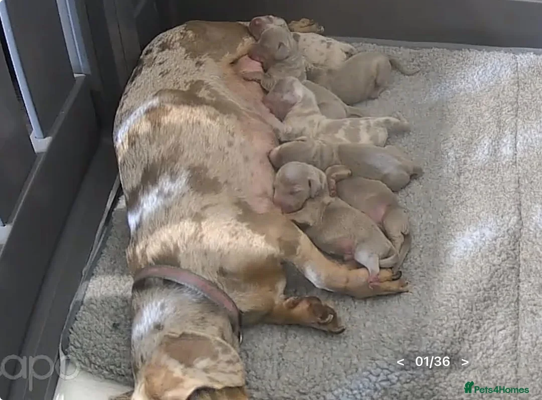 Miniature Dachshund dogs for stud: KC reg Isabella & Tan Stud! Free ovulation test in Stockton-on-Tees - Advert 30