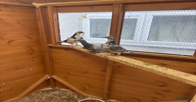 Pigeons birds - Advert 5