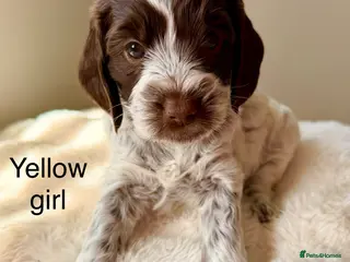 Cockapoo dogs F1 blue, choc and phantom roan parti cockapoos - Advert 6