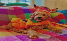 Cavapoo dogs for stud: STUD DOG Rupert Bear the Cavapoo - Image 4