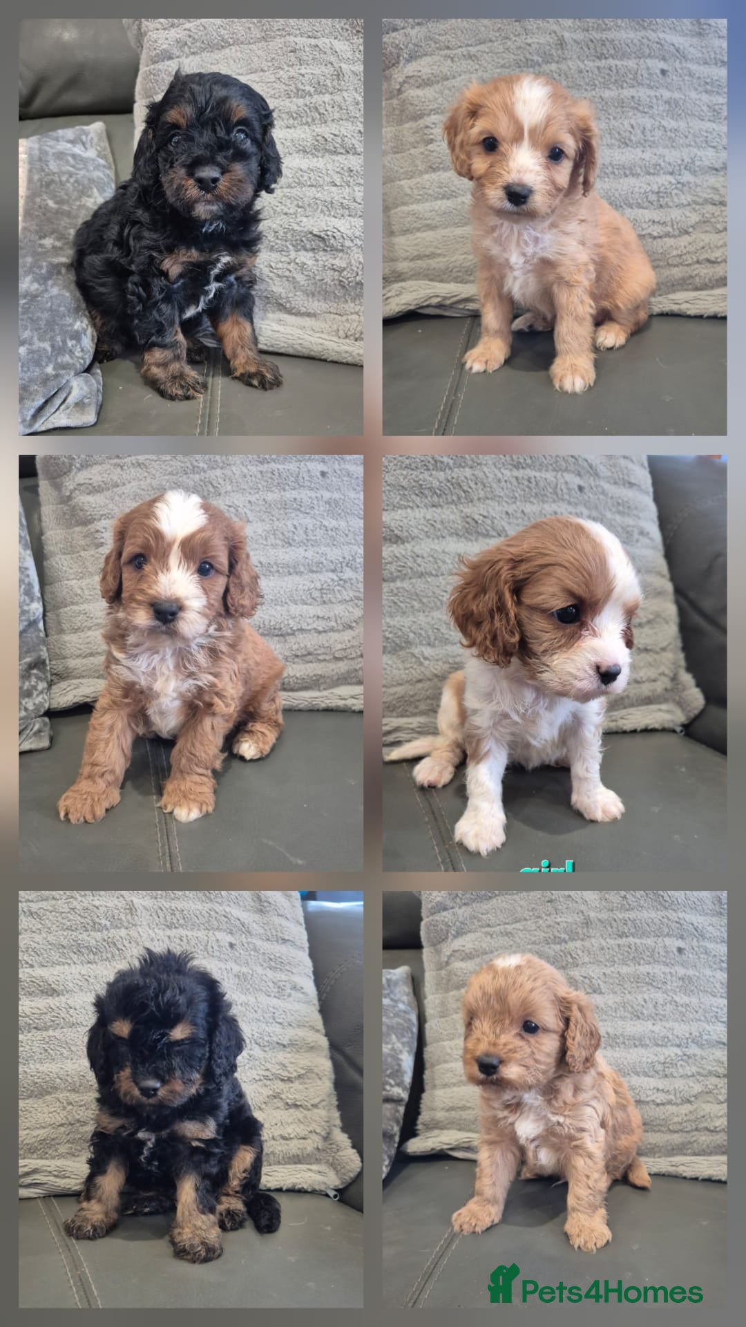 Cavapoo dogs F1 Cavapoo's  - Advert 1