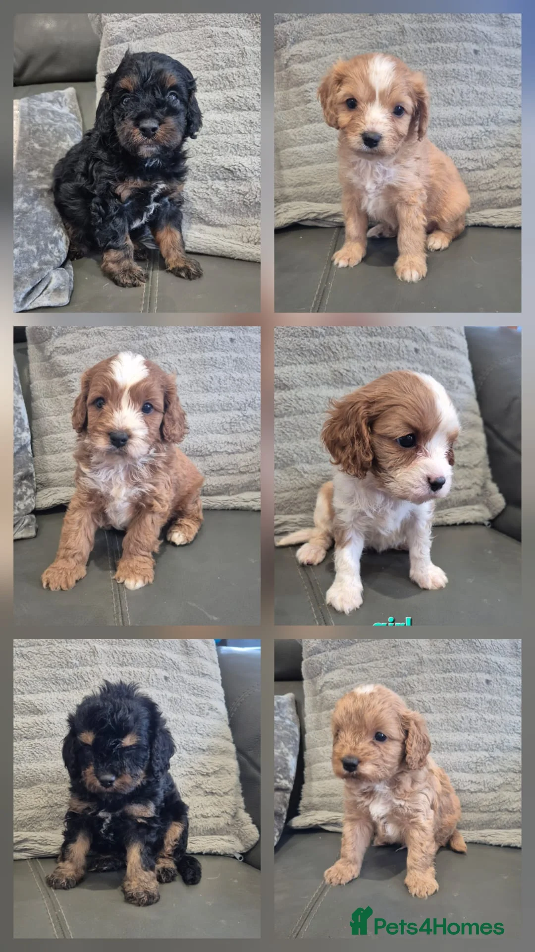 Cavapoo dogs for sale: F1 Cavapoo's  - Advert 1