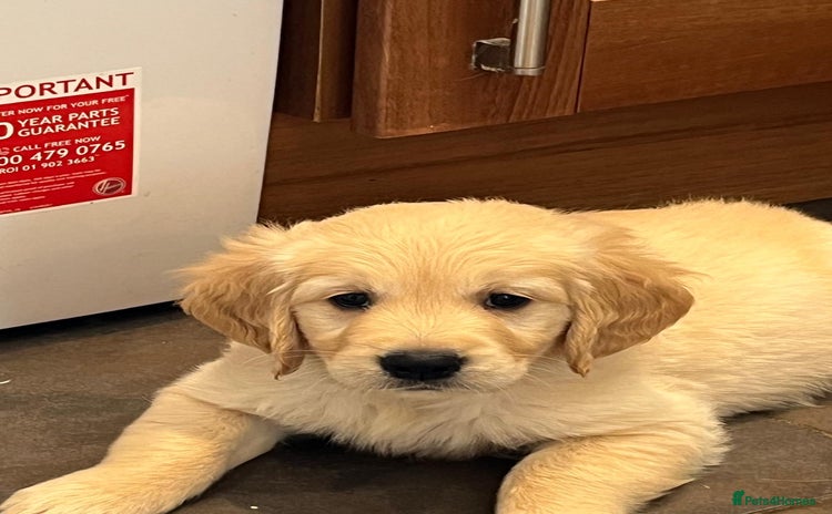 Golden Retriever dogs - Advert 6
