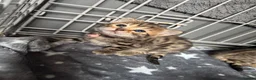 Mixed Breed cats for sale: British shorthair/bengal both mum&dad can be seen - Advert 8