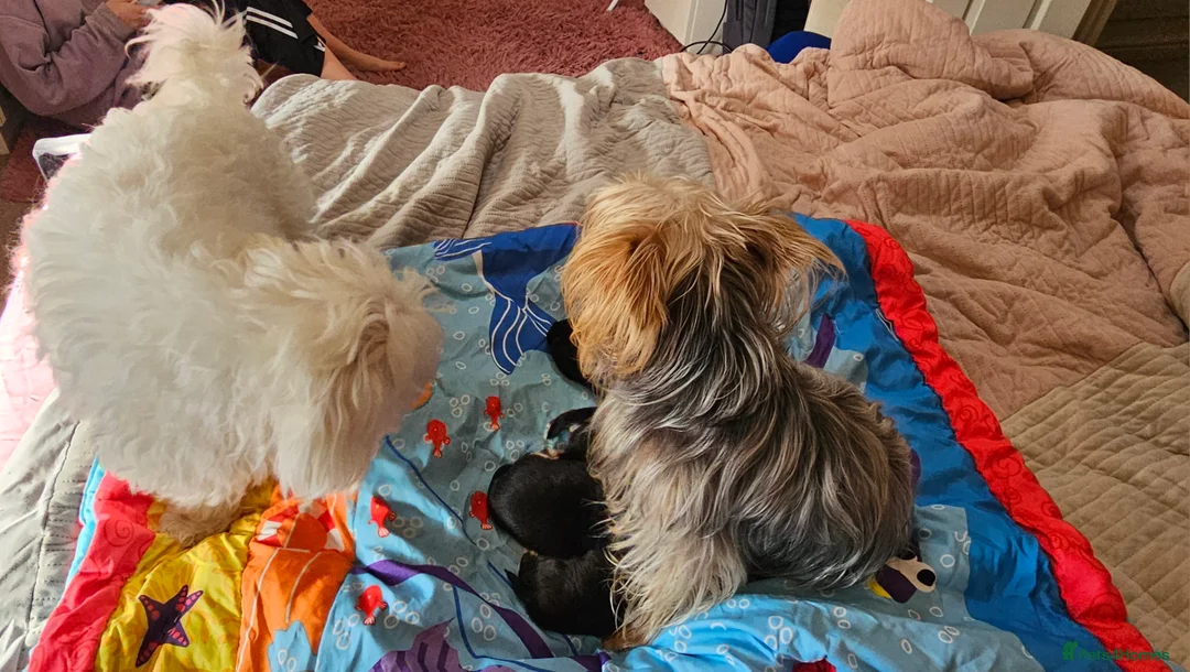 Morkie dogs for sale: Morkie puppies (2 girls and 1 boy) - Advert 7