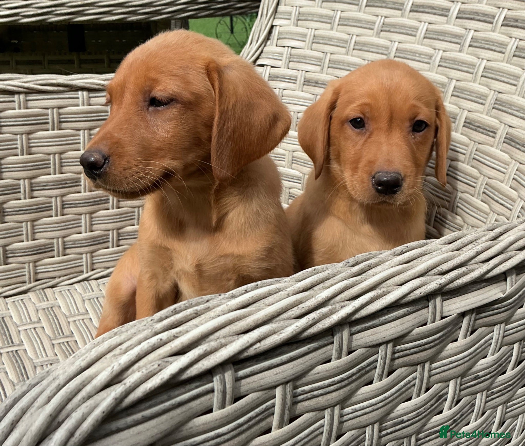Labrador Retriever dogs Fox Red labrador - Advert 1