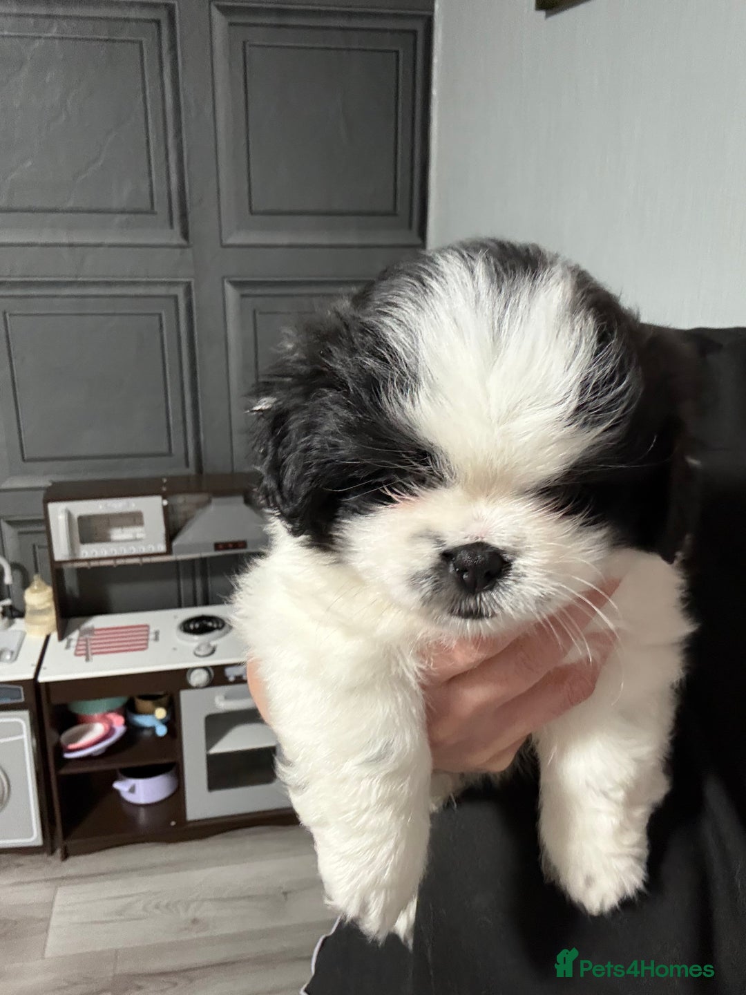 Mixed Breed dogs for sale: 6 beautiful Shih Tzu/Pomerianian puppies !  - Advert 30