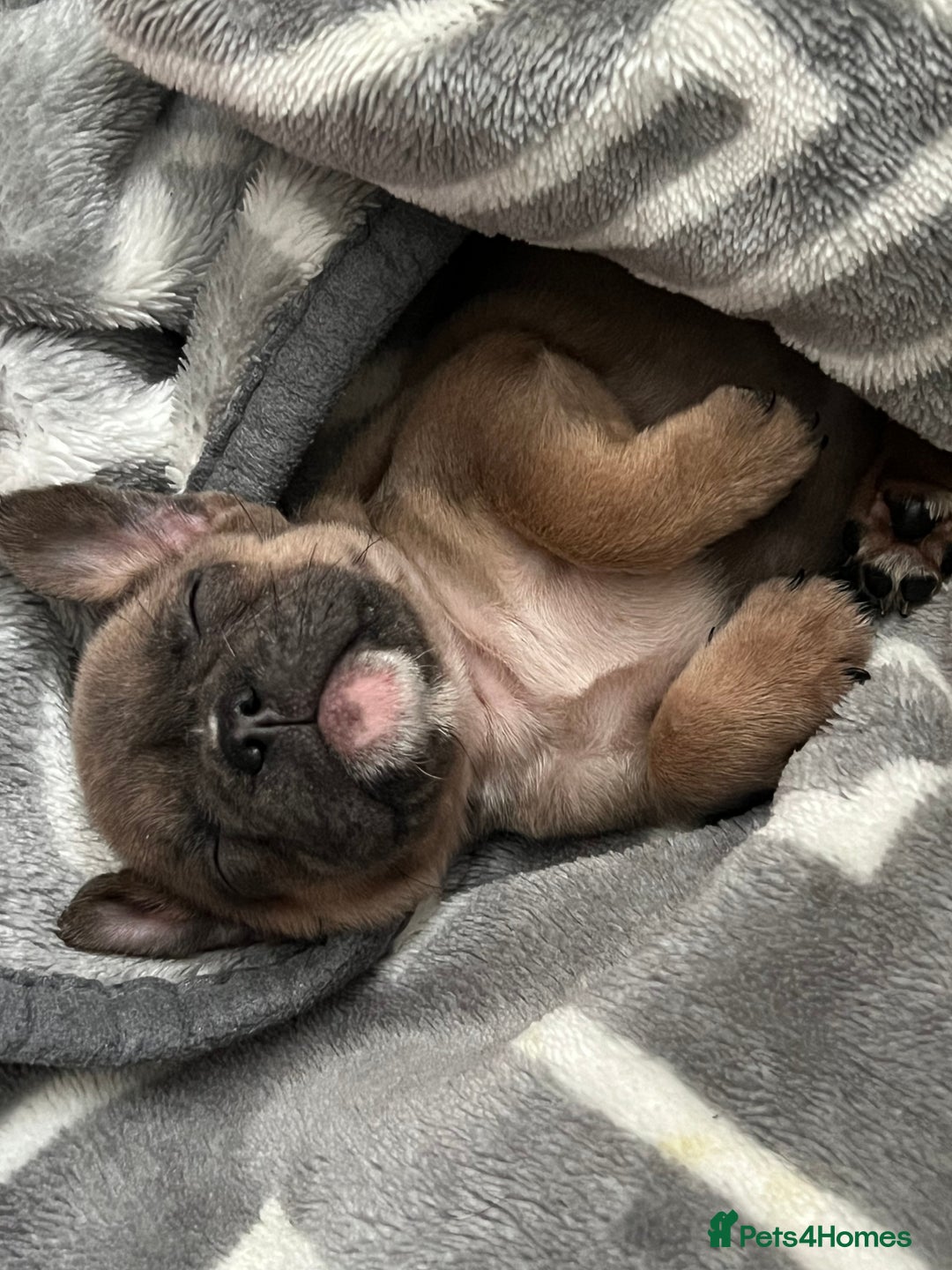 French Bulldog dogs for sale: 5 cute French bulldog puppies  - Advert 9