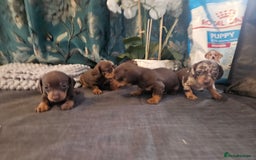 Dachshund dogs for sale: Dachshund  - Image 11