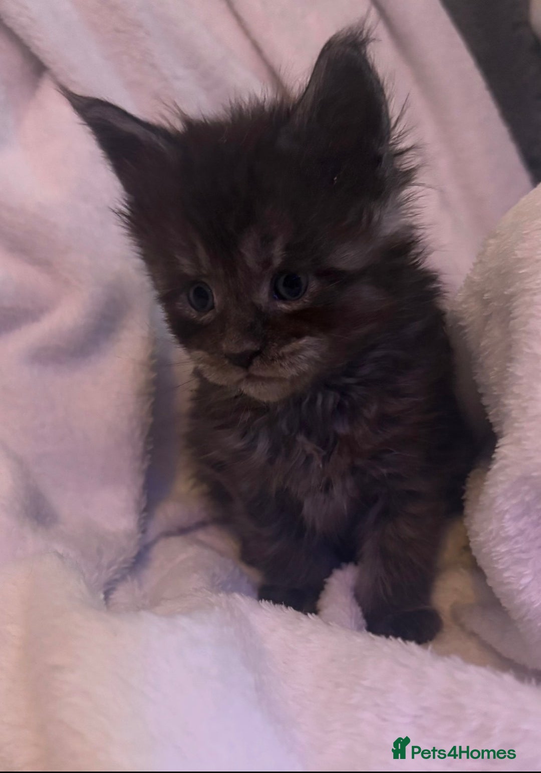 Maine Coon cats for sale: STUNNING LITTER OF MAINE COONS AVAILABLE - Advert 4