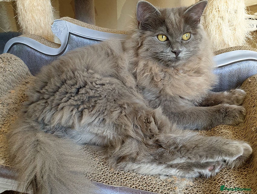 Ragdoll cats Your new best friend!  - Advert 2