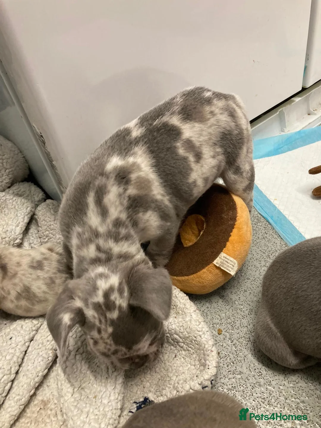 French Bulldog dogs for sale: Frenchie puppy's  in Epsom - Advert 26