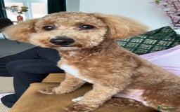 Cavapoo dogs for stud: Cavapoo for Stud - Image 2