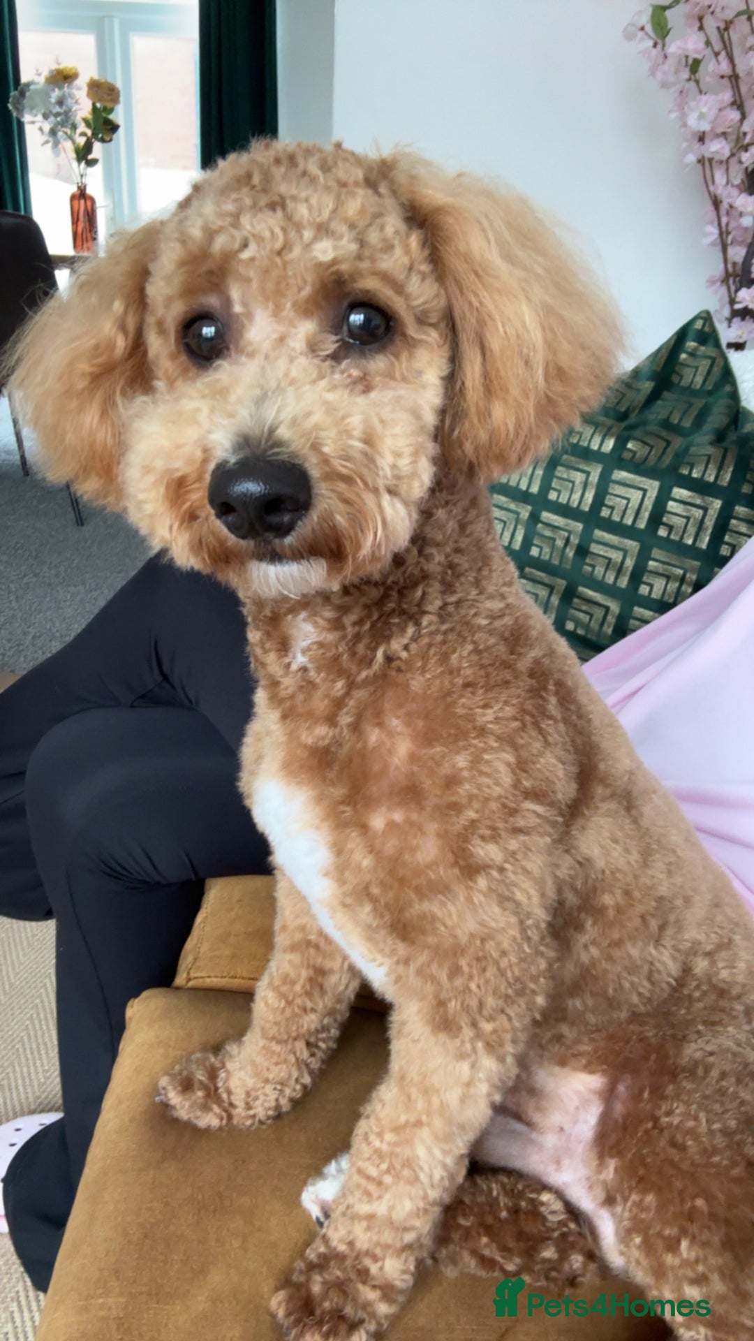 Cavapoo dogs for stud: Cavapoo for Stud - Image 2