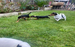 Jack Russell dogs for sale: Jack Russell terrier puppies - Image 9