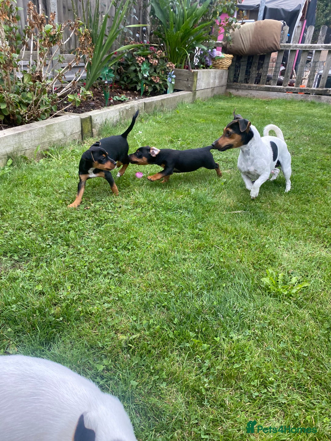 Jack Russell dogs for sale: Jack Russell terrier puppies - Image 9