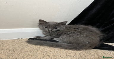 Mixed Breed cats - Advert 5