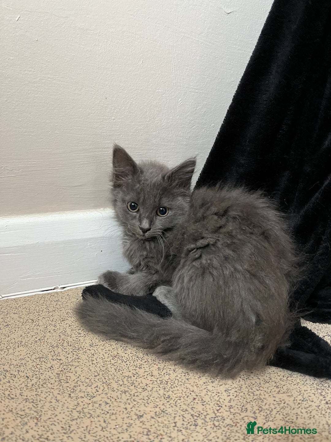 Mixed Breed cats for sale: 3 beautiful female tabby kittens  - Image 3
