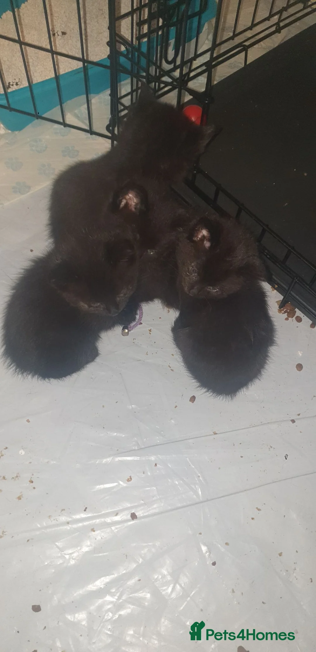 Mixed Breed cats for sale: Kittens - Advert 2