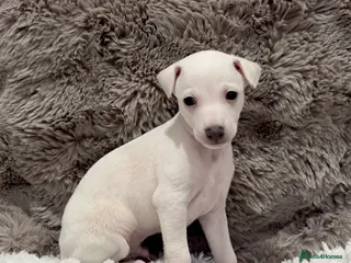 Italian Greyhound dogs Ready To Leave 7th March Italian Greyhound Puppies - Advert 15