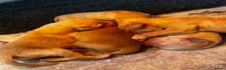 Golden Retriever dogs for sale: 5 exceptional golden retrievers  - Advert 15